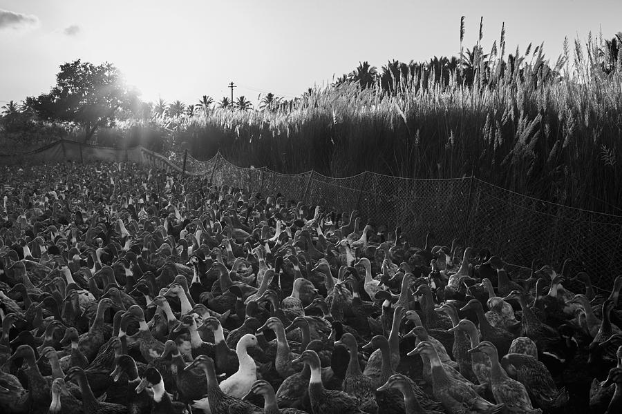 Nature Photograph - Swaying Ducks by Ravikumar Jambunathan
