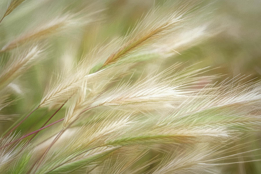 Swaying Grasses Photograph by Leda Robertson
