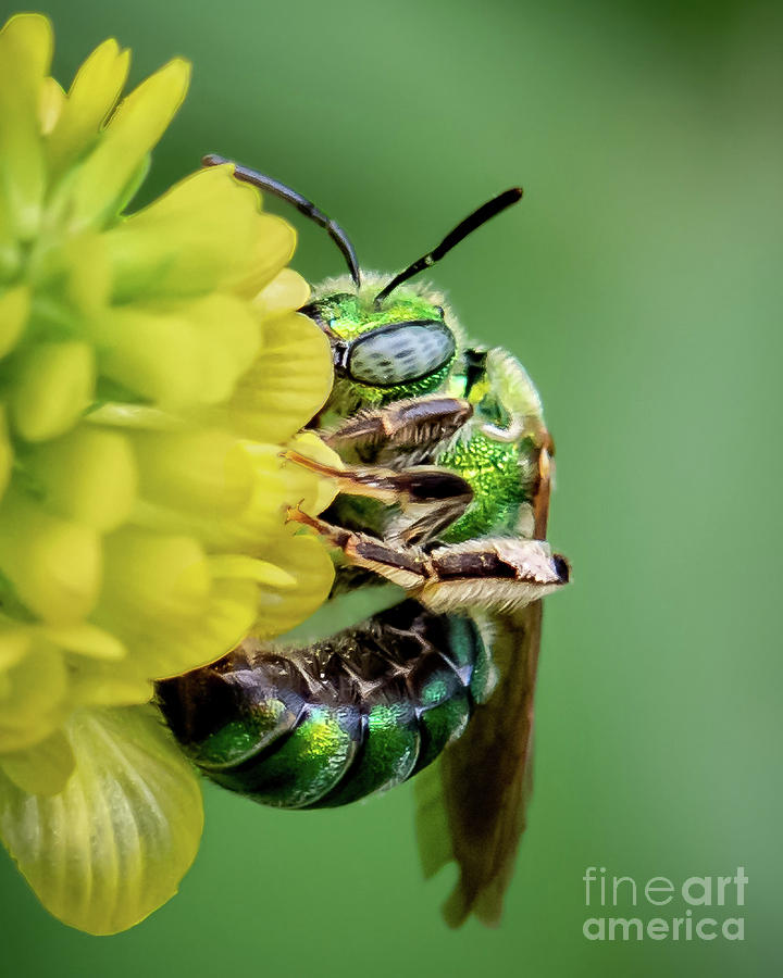 Sweat Bee Photograph by Amy Porter