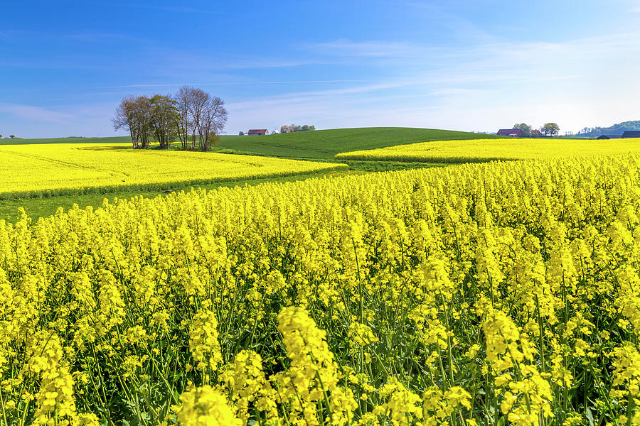 Sweden, Skane, Scandinavia, Swedish Landscape With Rapeseed Flowers ...