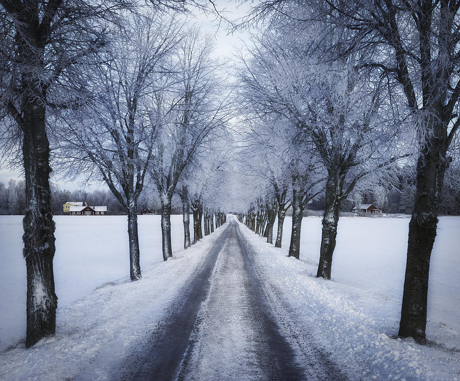 Tree Photograph - Swedish Winter by Christian Lindsten