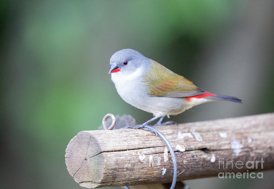 Swee Waxbill Photograph by Eva Lechner