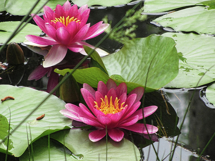 Sweet Aquatic Waterlilies in Pink Photograph by Kathy Clark