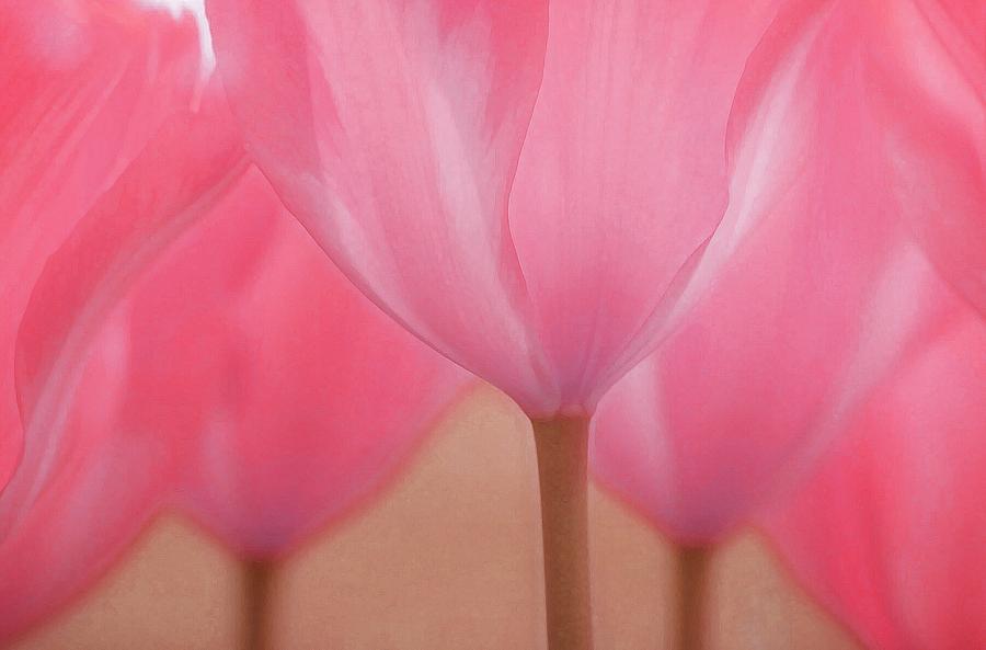 Sweet As Candy Tulip Love Photograph by The Art Of Marilyn Ridoutt-Greene