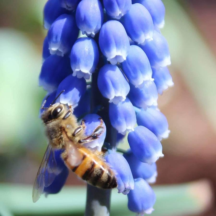 Download Sweet Bee Photograph by Charlotte Mathews Goodman