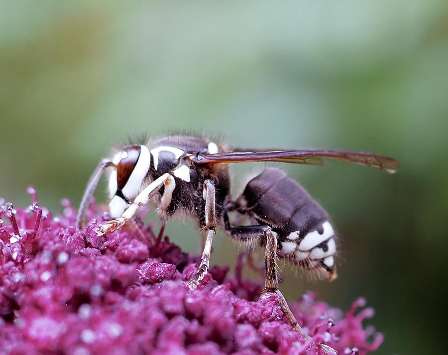 Baldfaced Hornet  Photograph by Alida M Haslett