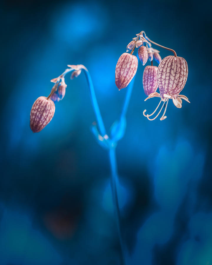 Sweet Bells Photograph by Andreas Krinke