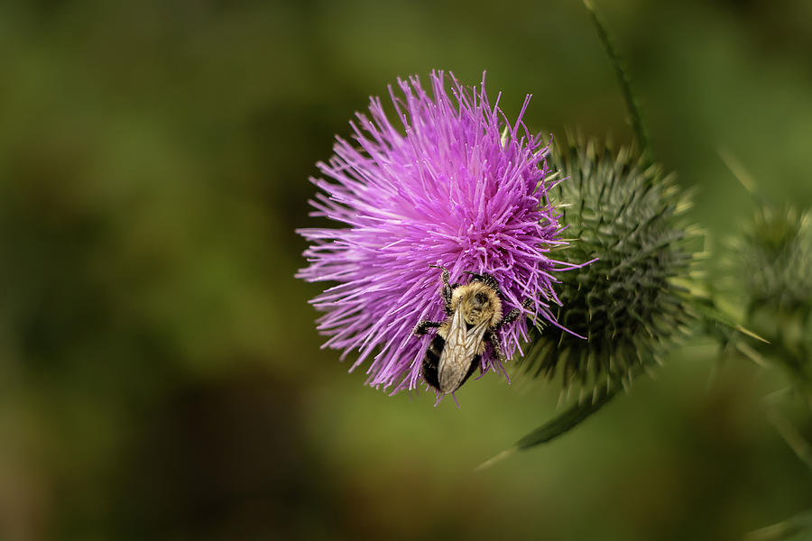 Sweet Bumble-Bee  Photograph by Elizabeth Dow