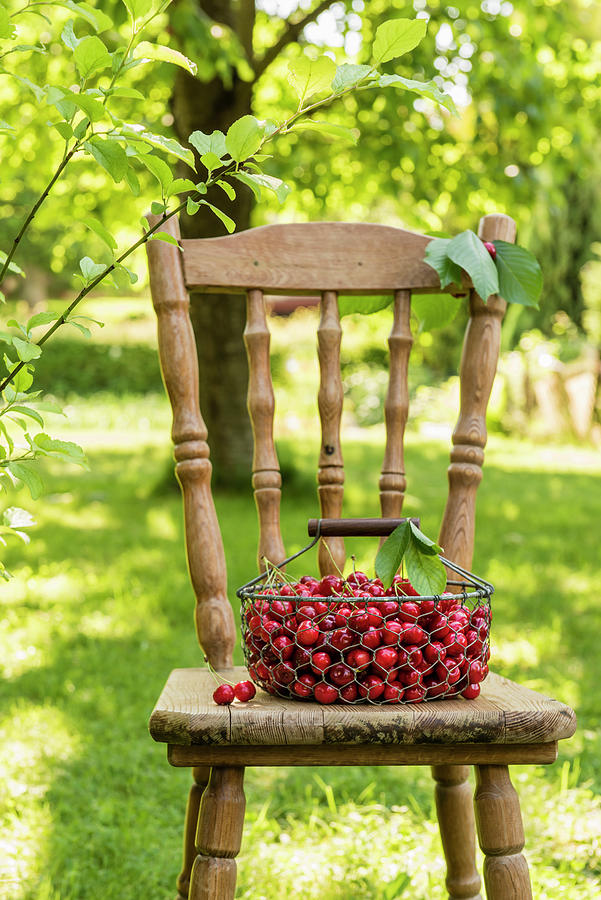 Sweet Cherries Basket In The Garden Photograph by Aleksandra Kordalska