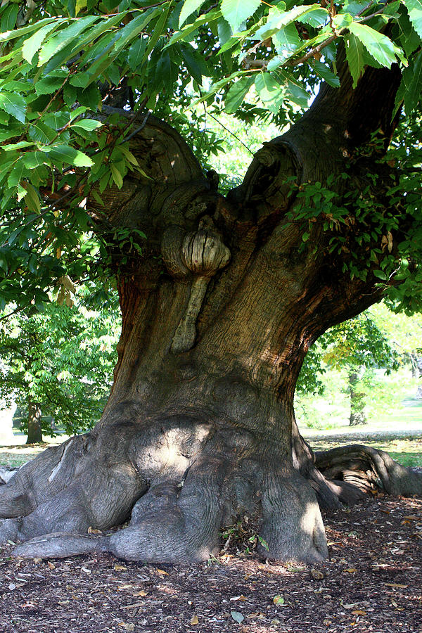 Sweet Chestnut Tree in Greenwich Park, London  Photograph by Aidan Moran