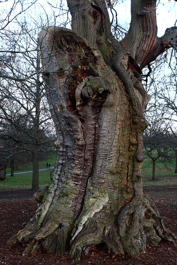 Sweet Chestnut Tree in Royal Greenwich Park, London Photograph by Aidan Moran
