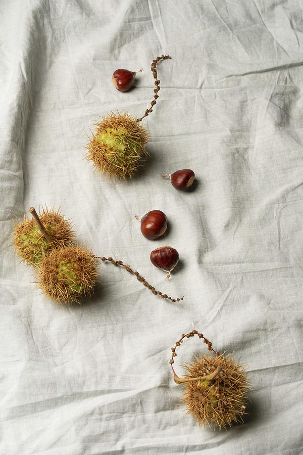 Sweet Chestnuts On Grey Fabric Photograph by Mandy Reschke