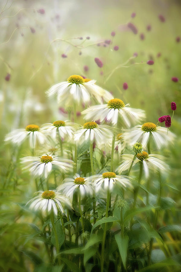Flower Photograph - Sweet Coneflower by Jacky Parker