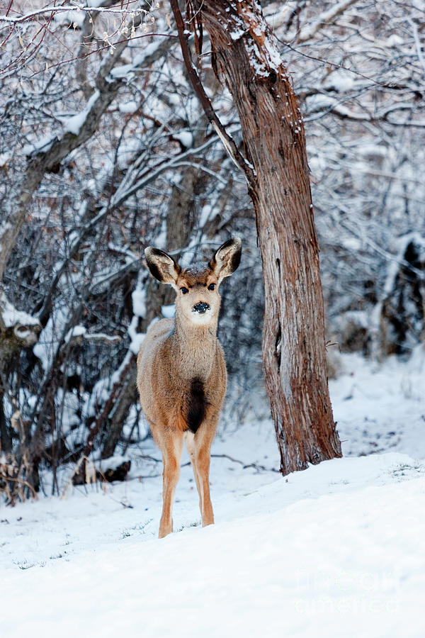 Sweet Curious Doe in the Snow  Photograph by Steven Krull