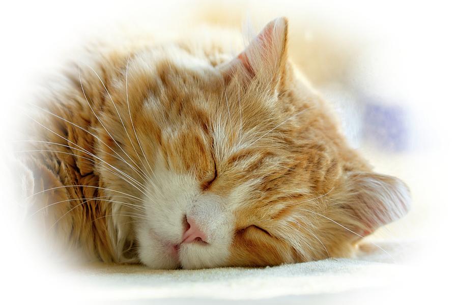 Sweet Dreams, Bobcat Photograph
