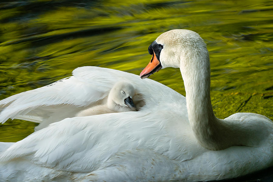 Swan Photograph - Sweet Dreams by John Fan