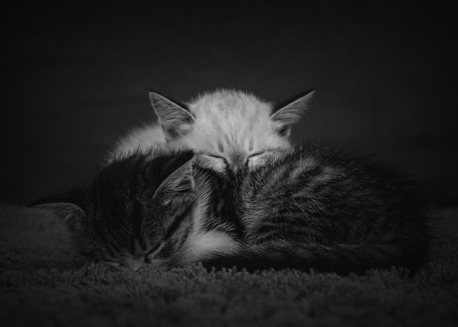 Animal Photograph - Sweet Dreams by Silja Tamme