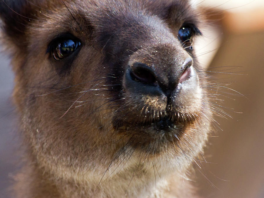 Nature Photograph - Sweet Face Of Kangaroo Island Kangaroo by Miroslava Jurcik