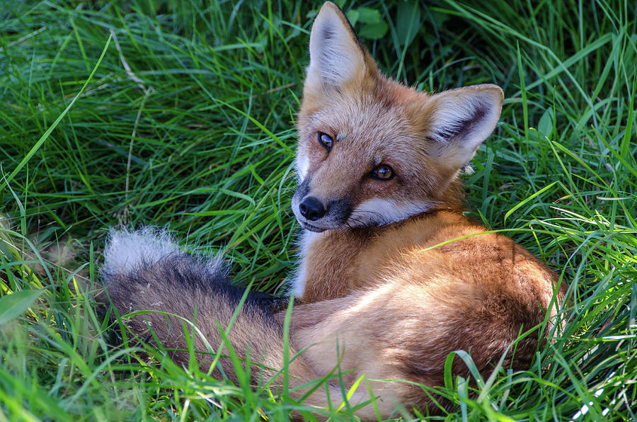 Sweet Fox Photograph by Douglas Wielfaert