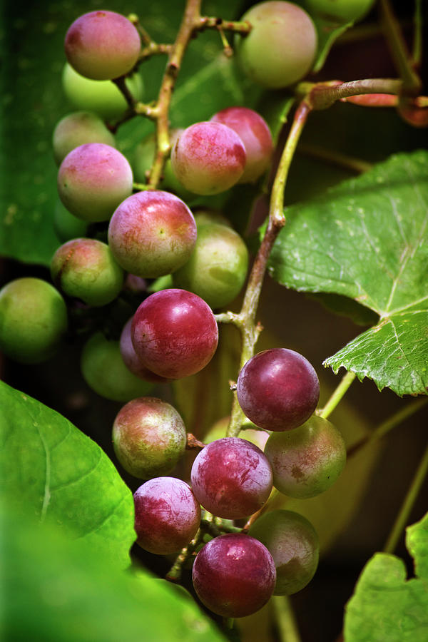 Sweet Grapes Photograph by Christina Rollo