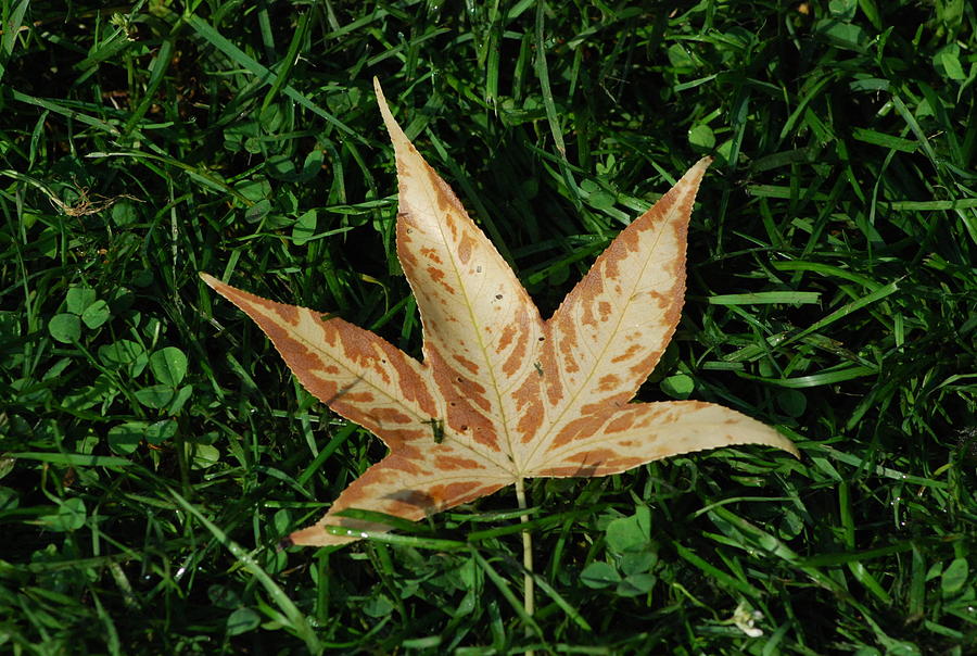 Sweet Gum Leaf Photograph by Ee Photography