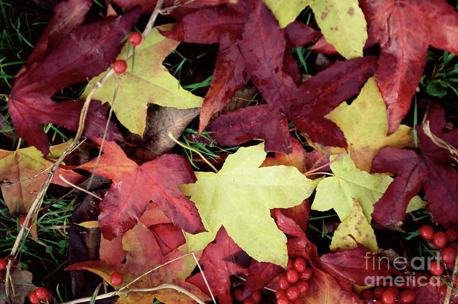Nature Photograph - Sweet Gum Leaves (liquidambar Sp.) by Mike Comb/science Photo Library