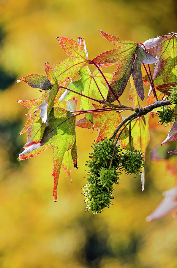 Sweet gum tree close-up Photograph by Frans Blok