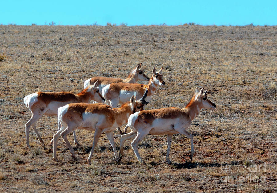 Sweet Herd of Pronghorn Antelope Photograph by Steven Krull