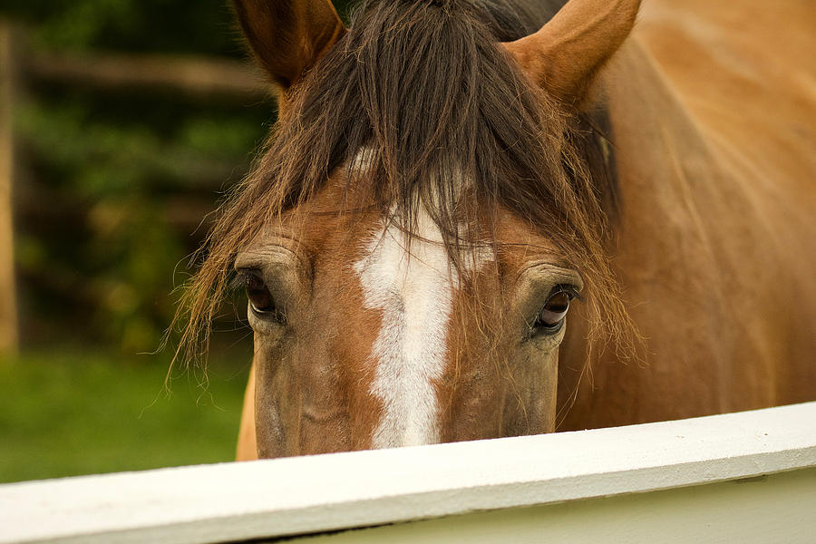 Sweet Horse Photograph by Rachel Morrison