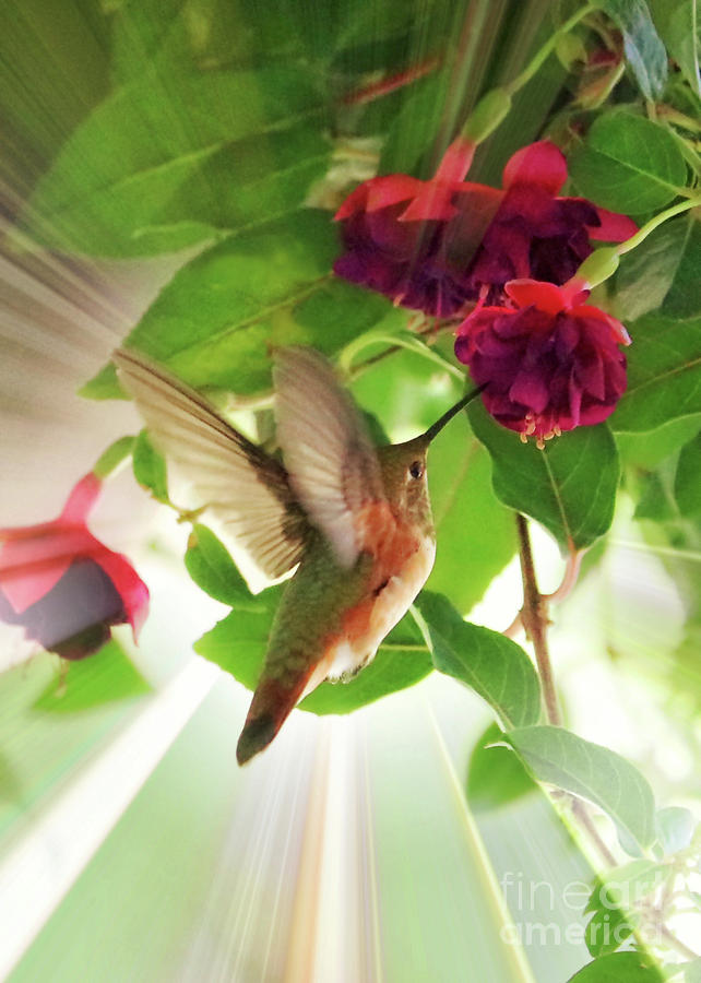 Sweet Hummingbird Glow Photograph