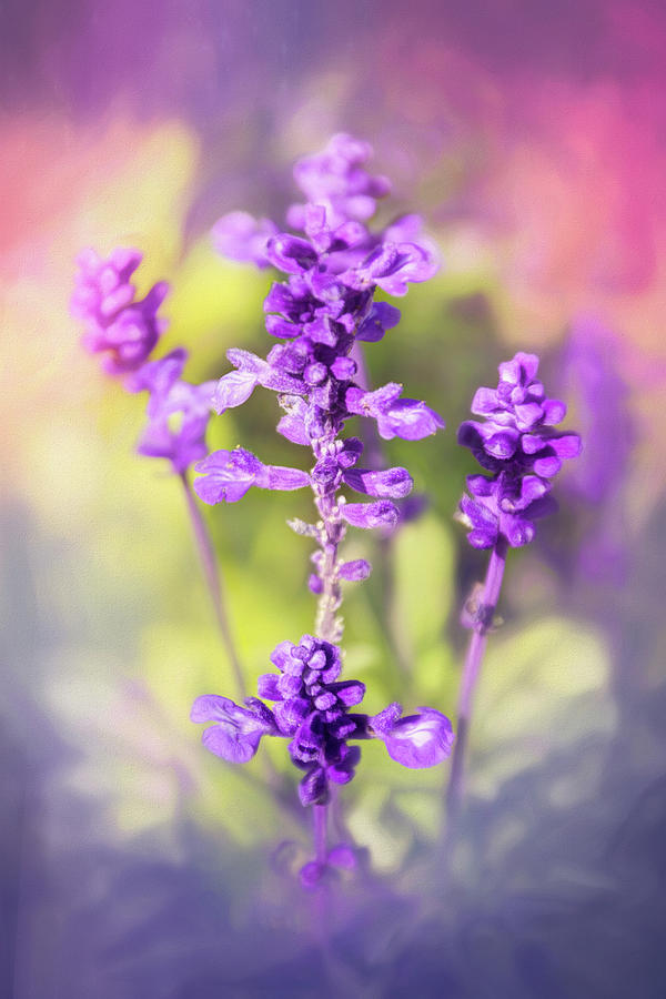 Nature Photograph - Sweet Lavender  by Carol Japp