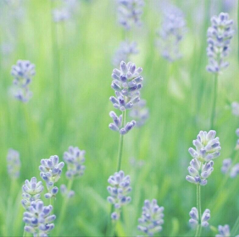 Sweet Lavender Meadow Photograph by The Art Of Marilyn Ridoutt-Greene