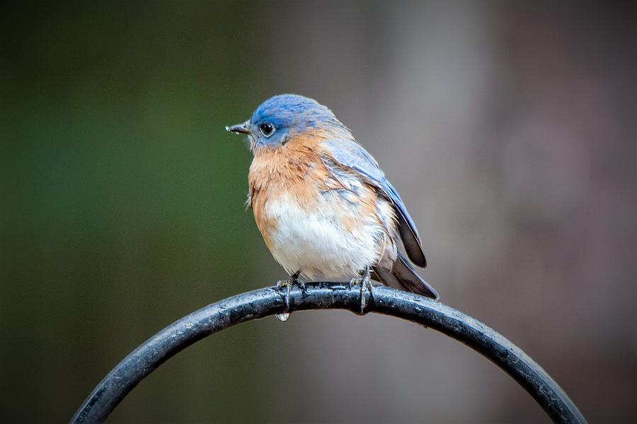Sweet Little Eastern Bluebird Photograph by Mary Ann Artz