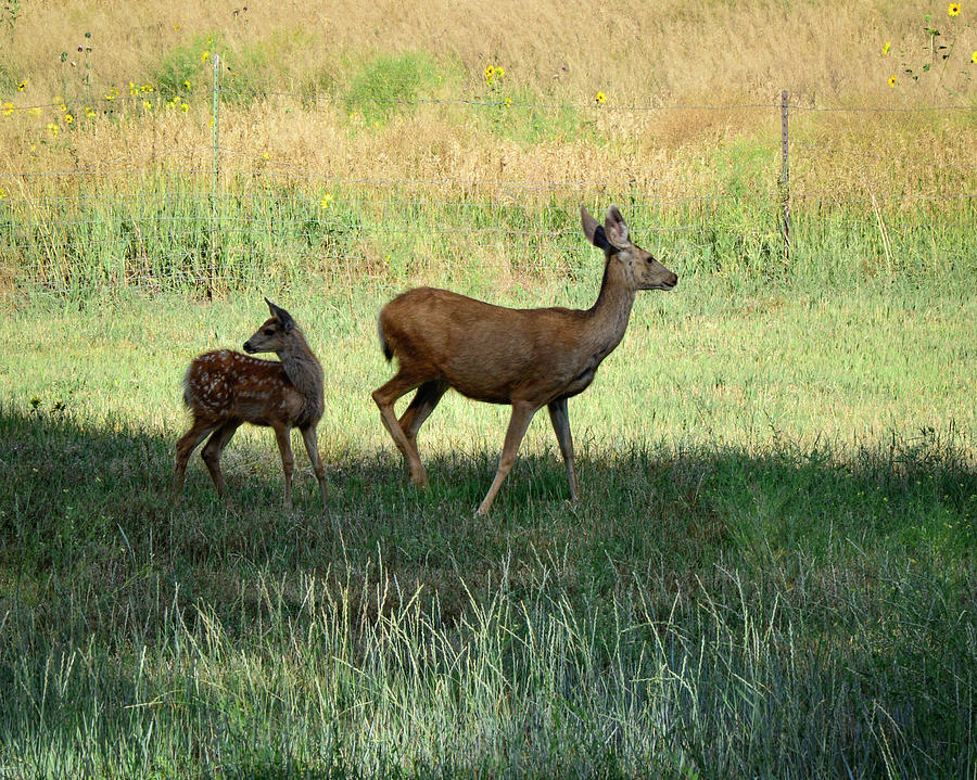 Sweet Little Fawn And Momma Doe In Field Photograph