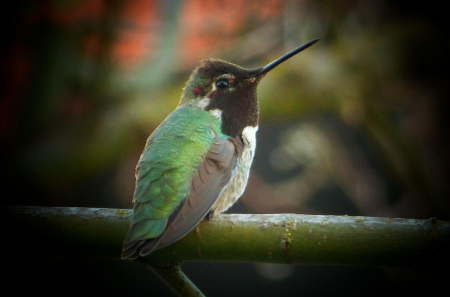 Sweet Little Green Photograph by Jerilyn Ezinga Sweet Little Green Photograph by Jerilyn Ezinga