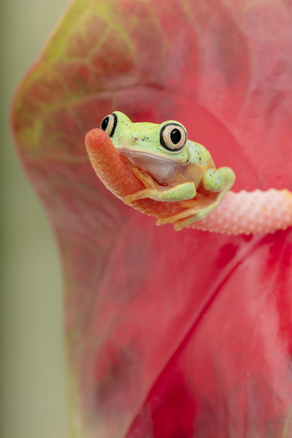Animal Photograph - Sweet Little Lemur Tree Frog by Linda D Lester