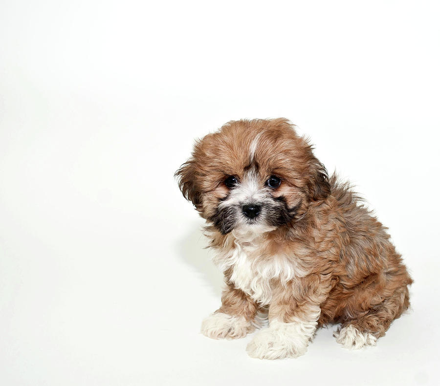 Sweet Little Lhasa Puppy Photograph by Stockimage - Fine Art America