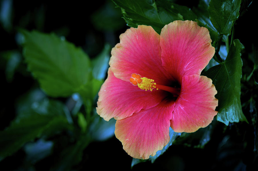 Sweet Maui Hibiscus Photograph by Kelly Wade