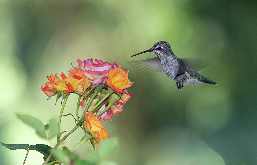 Sweet Nectar Photograph by Elizabeth Waitinas