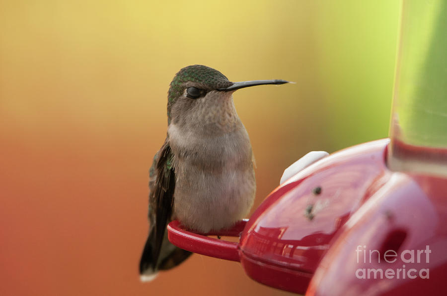 Hummingbird Photograph - Sweet Nectar by Marianne Kuzimski