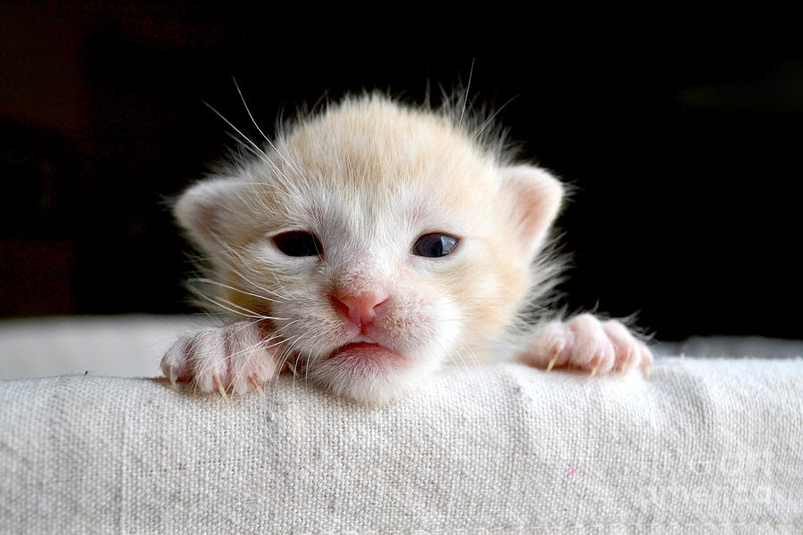 Sweet Newborn Orange Tabby Kitten Photograph By Mw47 Pixels
