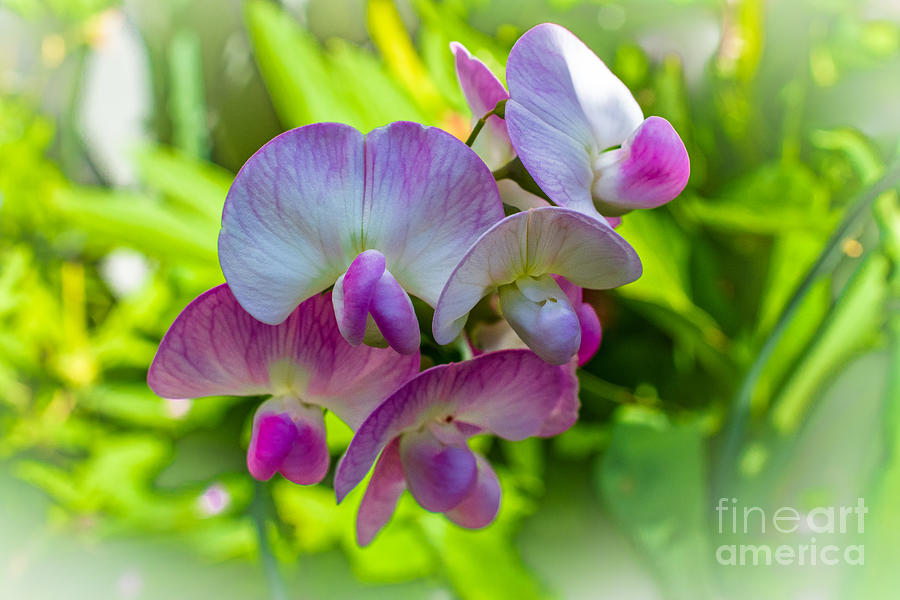 Sweet Pea Blossom by Stan Townsend Sweet Pea Blossom by Stan Townsend