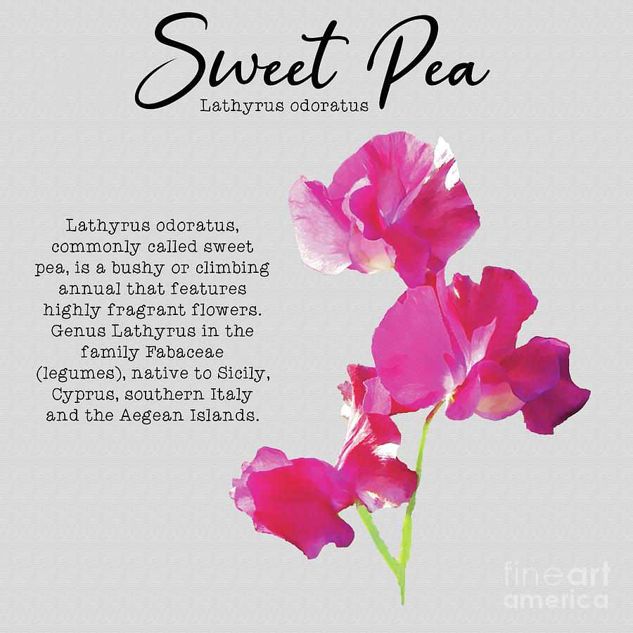Sweet Pea DIGITAL DOWNLOAD Plant Poster Botanical Print Lathyrus Odoratus Floral Art Floral Print