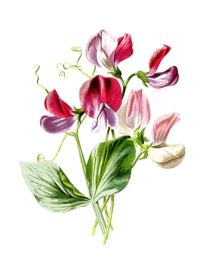 Flower Mixed Media - Sweet Pea Flower by Naxart Studio