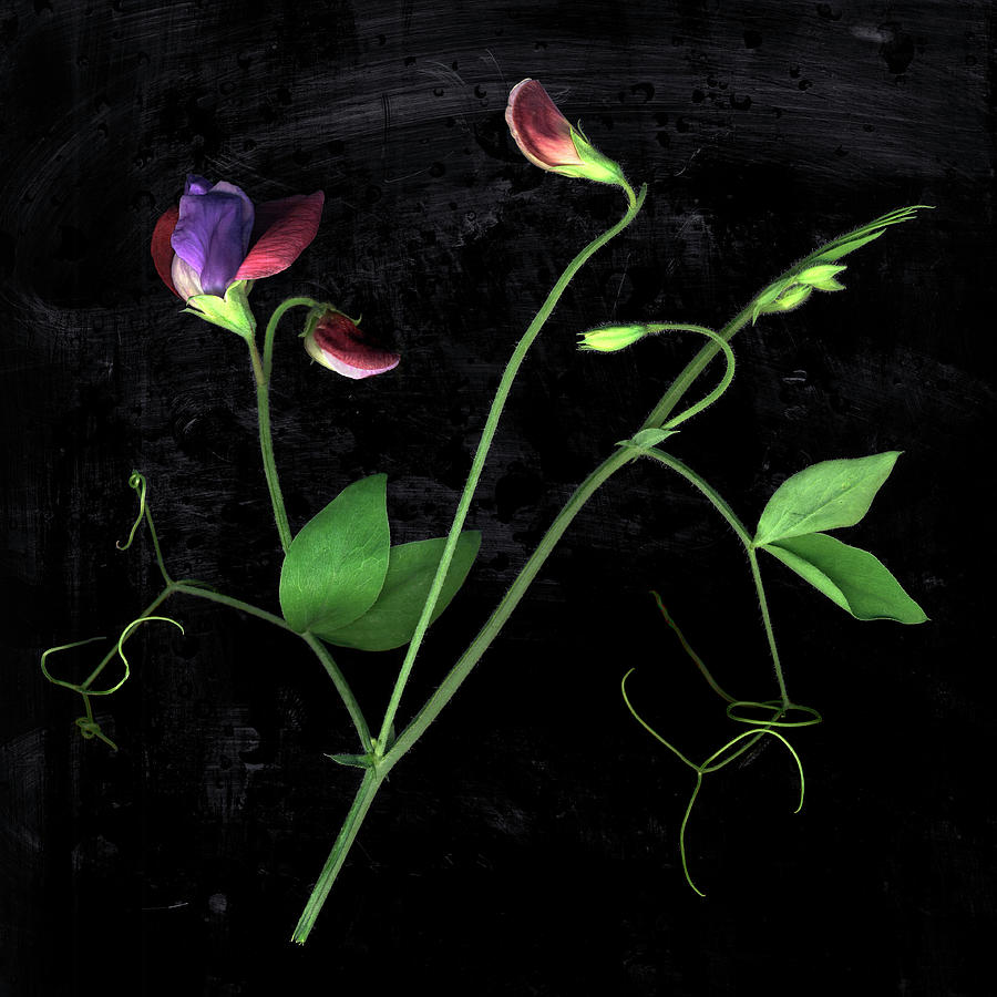 Sweet Pea Flower Still Life On Black Photograph by Chris Collins