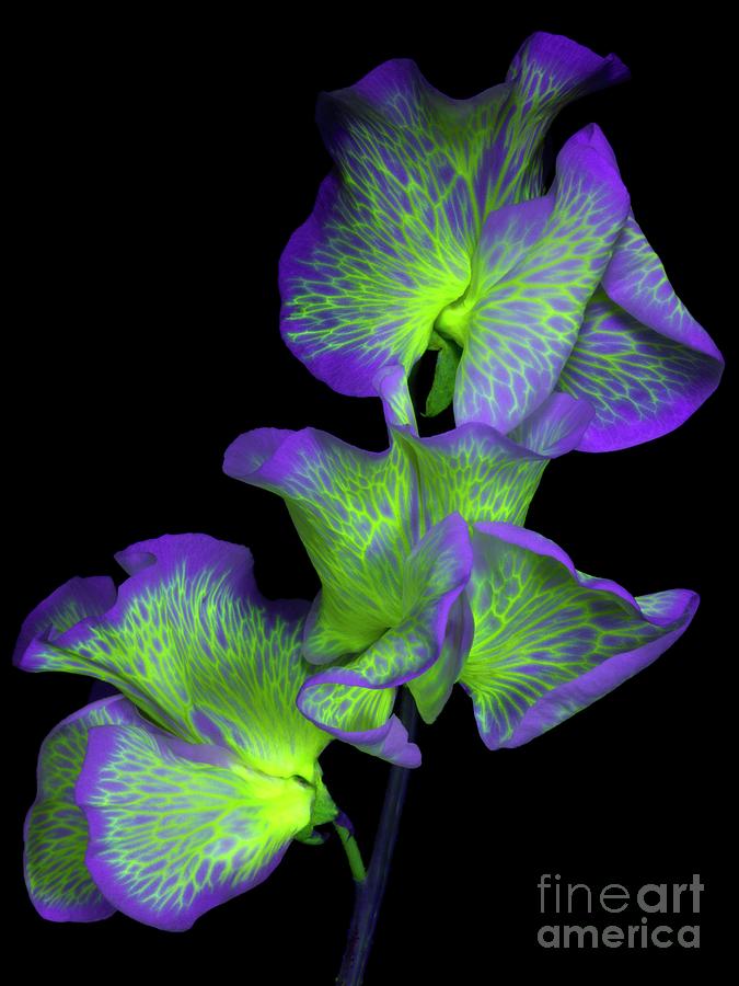 Sweet Pea Flowers In Ultraviolet Light Photograph by Chris Turner/pirate Industries/science Photo Library