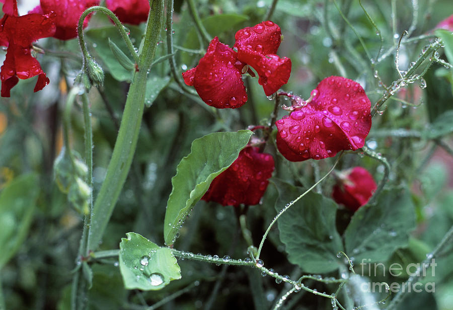 Sweet Pea (lathyrus Odoratus) Photograph by Maxine Adcock/science Photo Library