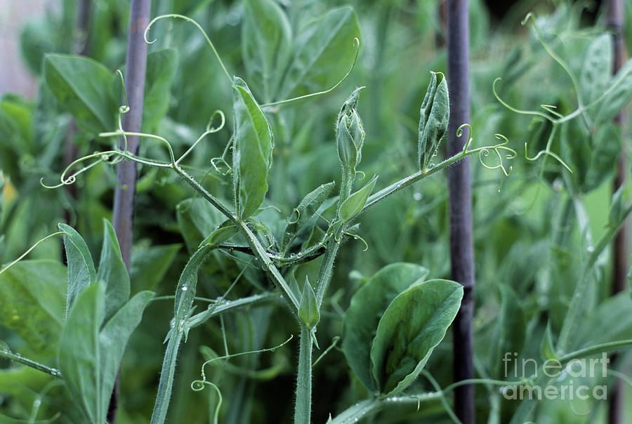 Sweet Pea (lathyrus Odoratus) Tendrils Photograph by Maxine Adcock/science Photo Library