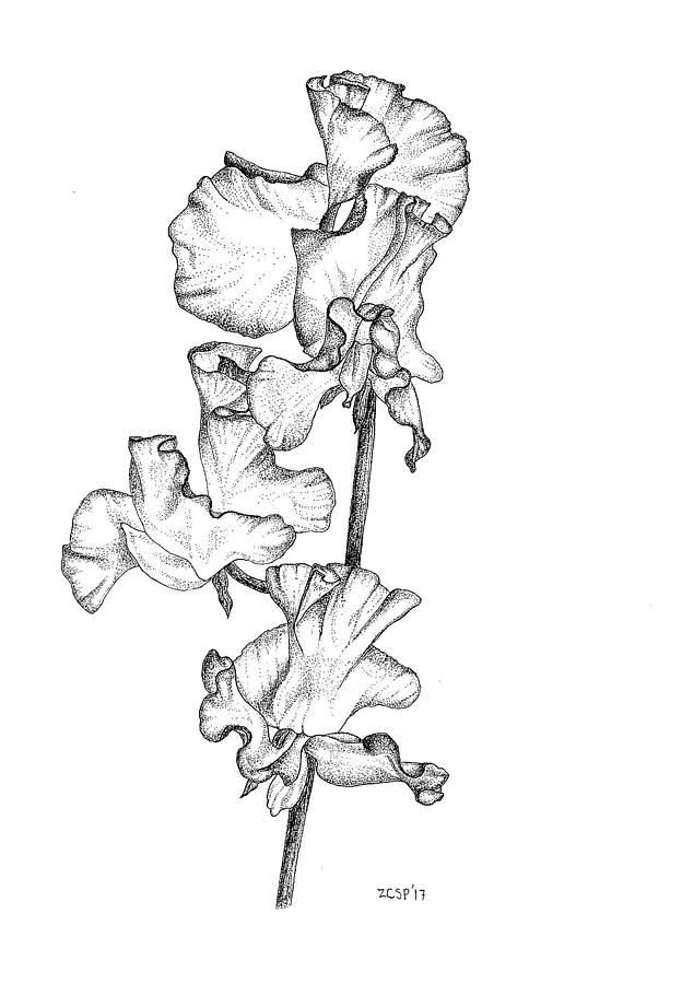 Flowers Still Life Drawing - Sweet Pea - Lathyrus odoratus by Zephyr Polk