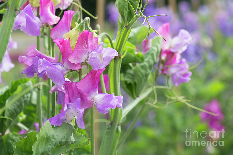 Sweet Pea Prima Ballerina Flowers Photograph by Tim Gainey